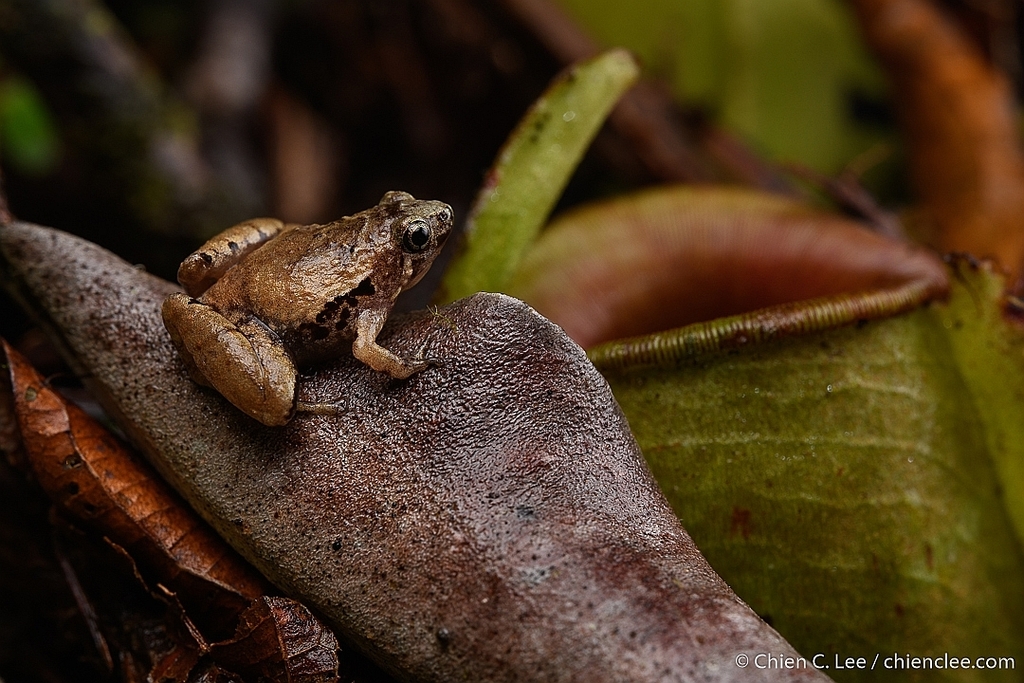 Lesser Bornean Narrow-mouthed Frog (Microhyla borneensis)