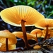 Heimiomyces tenuipes - Photo (c) Chien Lee, all rights reserved, uploaded by Chien Lee