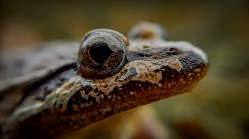 Iberian Painted Frog