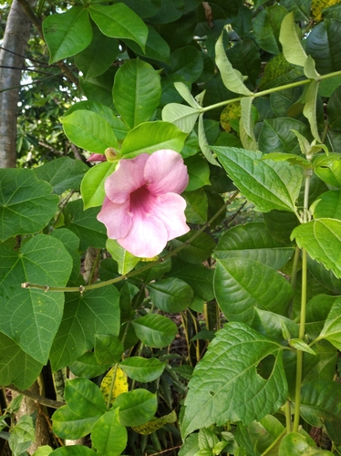 Purple Allamanda