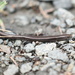 Friendly Sunskink - Photo (c) Todd Burrows, all rights reserved, uploaded by Todd Burrows