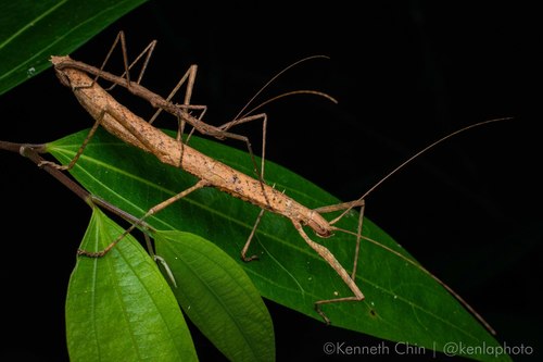Paramenexenus ceylonicus