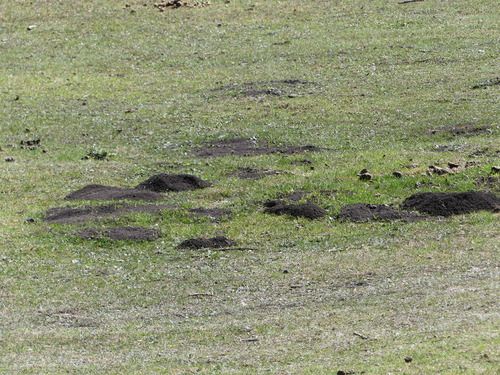 Volcán de Toluca Pocket Gopher