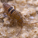 Orchesella bifasciata - Photo (c) Benjamin Fabian, all rights reserved, uploaded by Benjamin Fabian