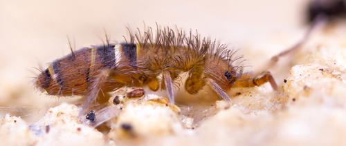 Entomobryomorpha nuotrauka