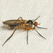 Calorhamphomyia - Photo 由 David Beadle 所上傳的 (c) David Beadle，保留所有權利