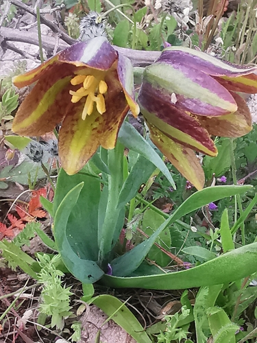 Fritillaria graeca Boiss. & Spruner