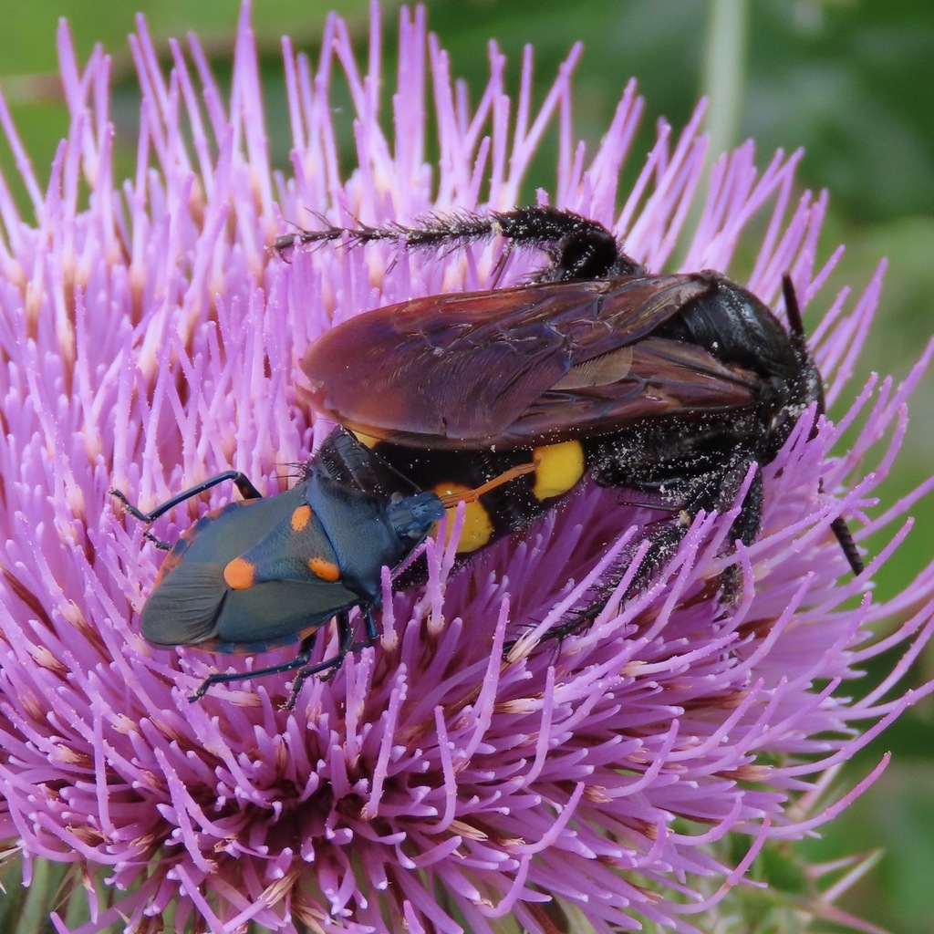 Euthyrhynchus floridanus desde Indian River County, FL, USA el 03 de ...