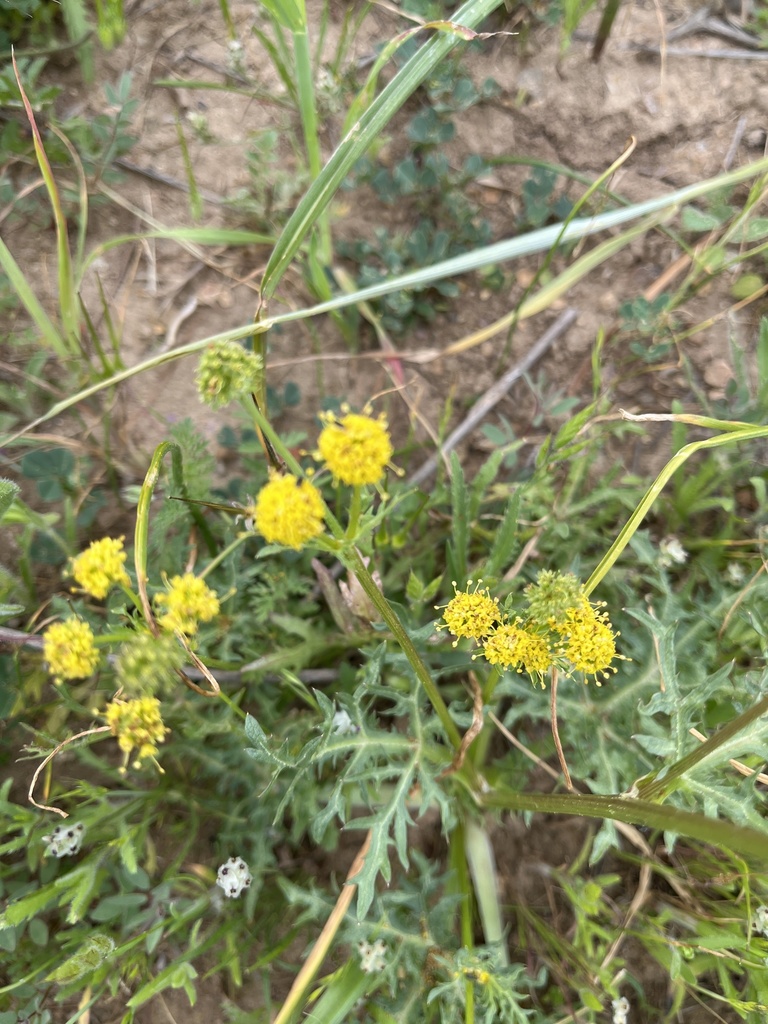 sanicles from El Escorpión Park, Los Angeles, CA, US on April 03, 2022 ...