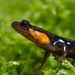 Imitator Salamander - Photo (c) tyler_mcclain925, all rights reserved