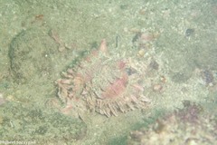 Phyllonotus regius image