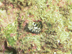 Acanthemblemaria exilispinus image