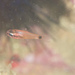 Tailspot Cardinalfish - Photo (c) Hubert Szczygieł, all rights reserved, uploaded by Hubert Szczygieł