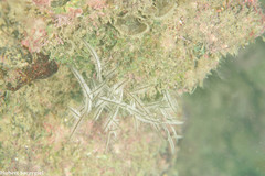 Macrorhynchia philippina image