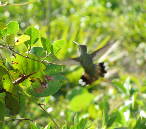 Mexican Sheartail