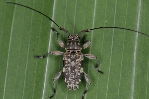 Nyssodrysina polyspila