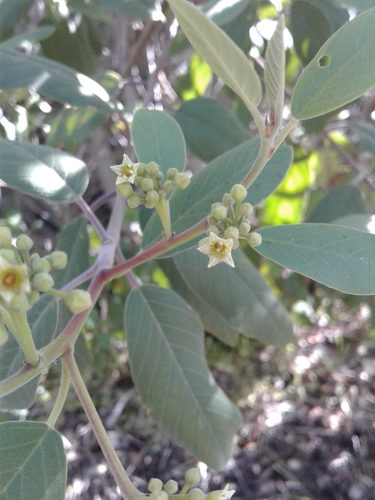 California Coffeeberry