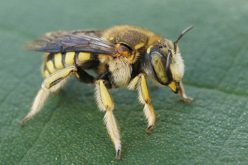 Anthidium loti Perris, 1852