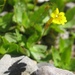 Primrose Monkeyflower - Photo (c) Evergreengirl Garden, all rights reserved, uploaded by Evergreengirl Garden