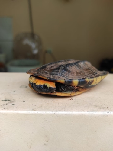 Twist-neck Turtle