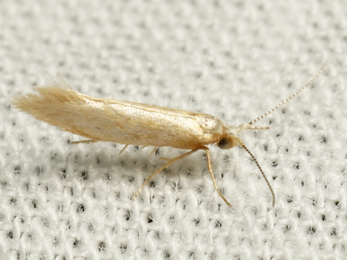 Argyresthia mariana