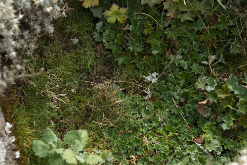 mouse-ear cress