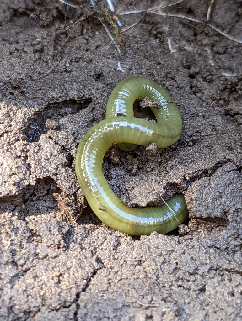 Green Worm (Allolobophora chlorotica) · iNaturalist United Kingdom