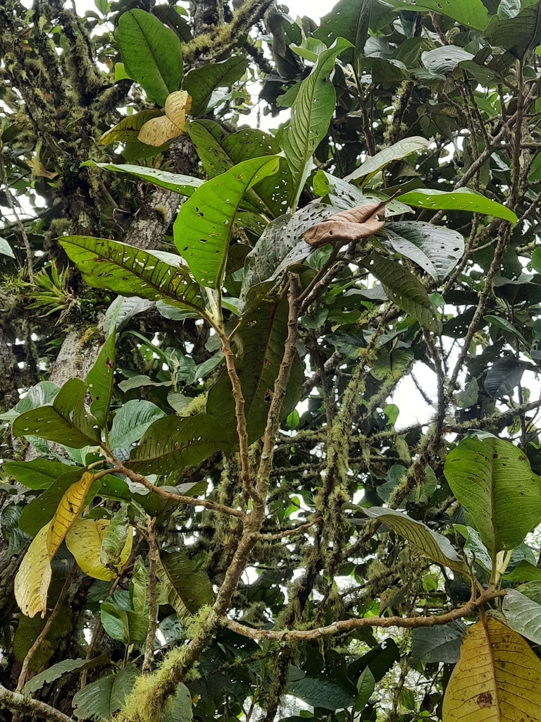 Hieronyma macrocarpa from Pauna, Boyacá, Colombia on April 2, 2022 at ...