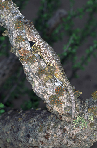 Baja California Spiny Lizard