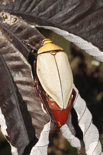 Heterosternus buprestoides · iNaturalist