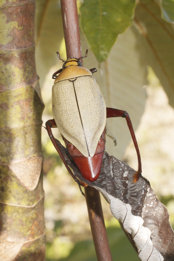 Heterosternus buprestoides · iNaturalist
