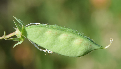 hairy-fruited vetchling (Lathyrus hirticarpus)