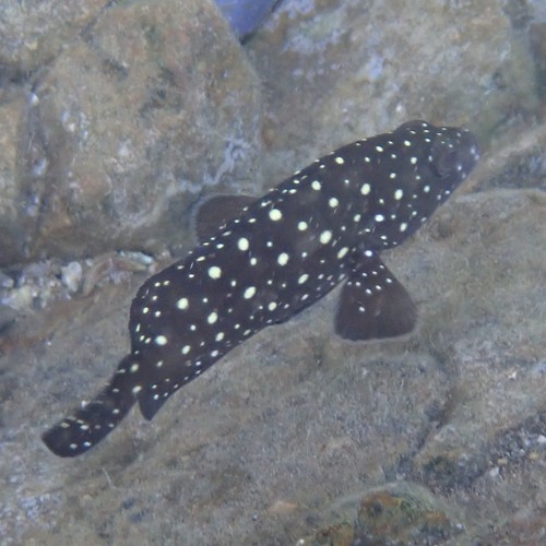 Whitespotted Grouper