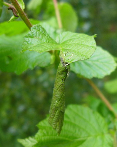 Birch Leaf-rolling Weevil