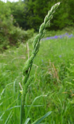 Dactylis glomerata ssp. glomerata