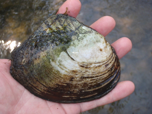 Creek Heelsplitter (Lasmigona compressa) · iNaturalist.org