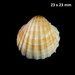 Poorly-ribbed Cockle - Photo (c) Stefan Pav, all rights reserved, uploaded by Stefan Pav