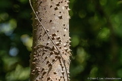 Lacmellea panamensis image