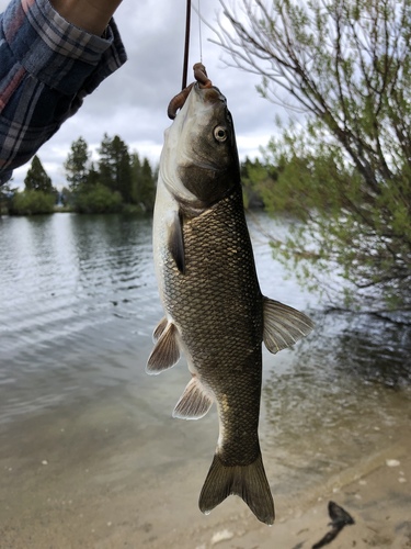 Lahontan Lake Tui Chub (Subspecies Siphateles bicolor pectinifer ...