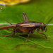 Confusing Pygmy Cricket - Photo (c) Danilo Hegg, all rights reserved, uploaded by Danilo Hegg