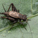 Small Field Cricket - Photo (c) Danilo Hegg, all rights reserved, uploaded by Danilo Hegg