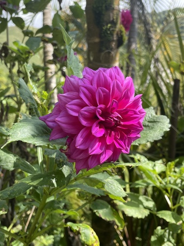 Garden Dahlia