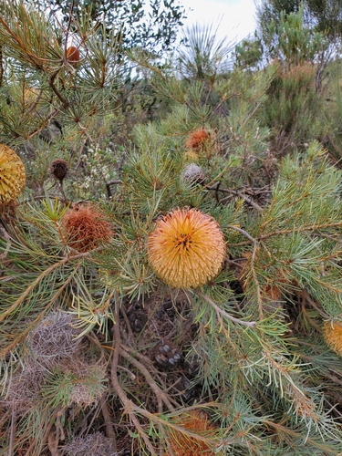 Banksia sphaerocarpa R.Br.