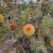 Banksia sphaerocarpa - Photo 由 Zohara Scott 所上傳的 (c) Zohara Scott，保留所有權利