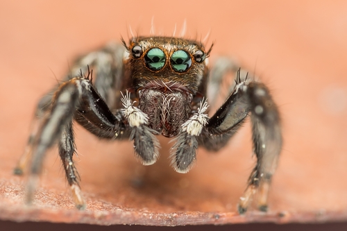 Mediterranean white-banded spider