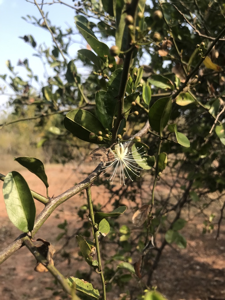 Capparis thorelii (Capparis thorelii)
