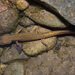 Wushan Salamander - Photo (c) Chekiangense Longpotamon, all rights reserved, uploaded by Chekiangense Longpotamon
