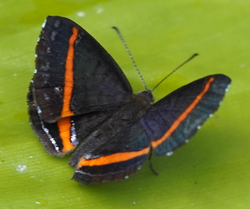 Orange-banded Gem from Tena, Ecuador on March 30, 2022 at 10:37 AM by ...