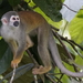 Common Squirrel Monkey - Photo (c) Rudy Gelis, all rights reserved, uploaded by Rudy Gelis