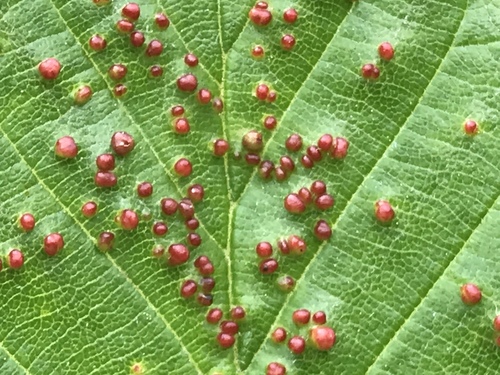 Alder Leaf Gall Mite